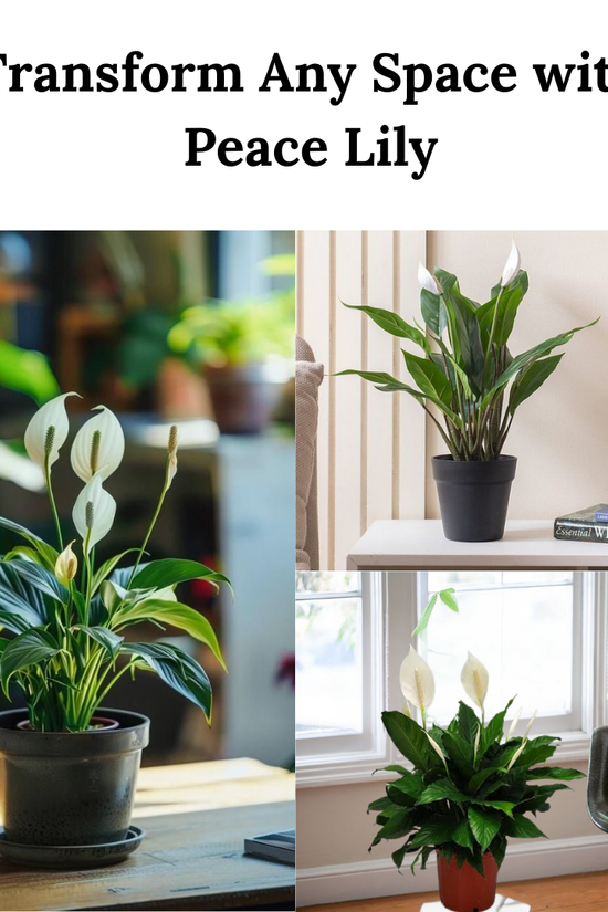 Peace lily plant in a pot with text 'Transform Any Space with Peace Lily' on a blurred indoor background.