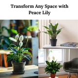 Peace lily plant in a pot with text 'Transform Any Space with Peace Lily' on a blurred indoor background.