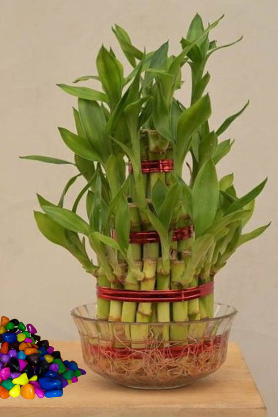 Three-layered bamboo plant in a glass bowl with colorful pebbles on a wooden surface.