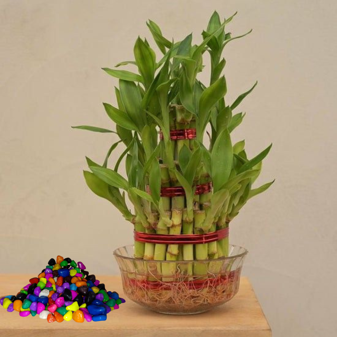 Three-layered bamboo plant in a glass bowl with colorful pebbles on a wooden surface.