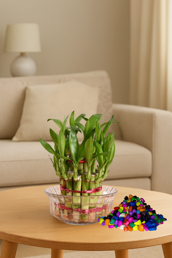 Bowl of bamboo plants on a wooden table with colorful beads in a living room setting.