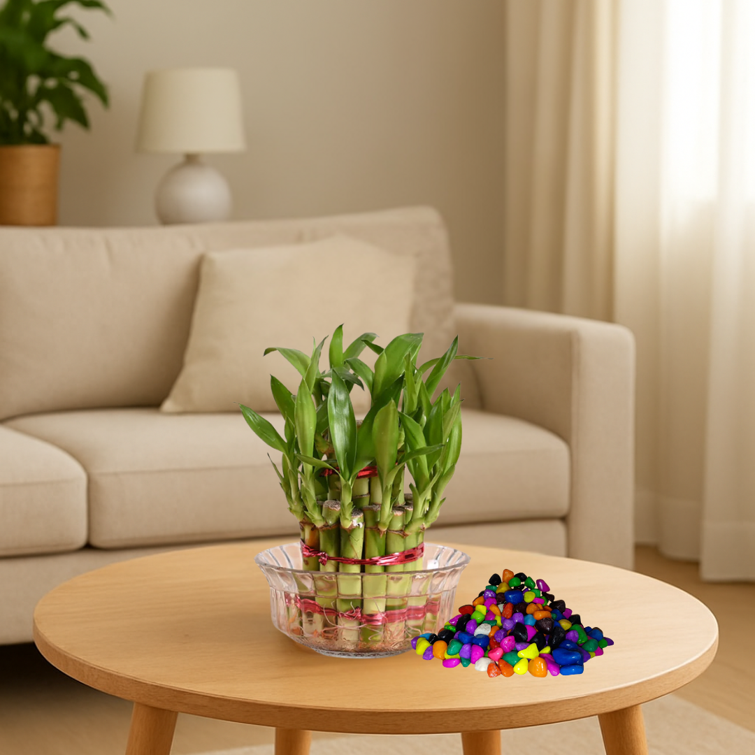 Bowl of bamboo plants on a wooden table with colorful beads in a living room setting.