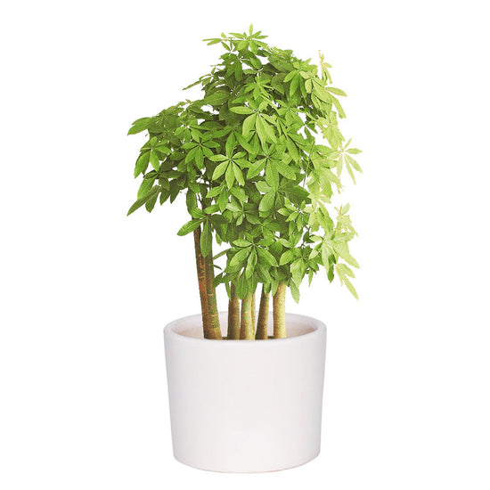 White ceramic pot - simple and classy
