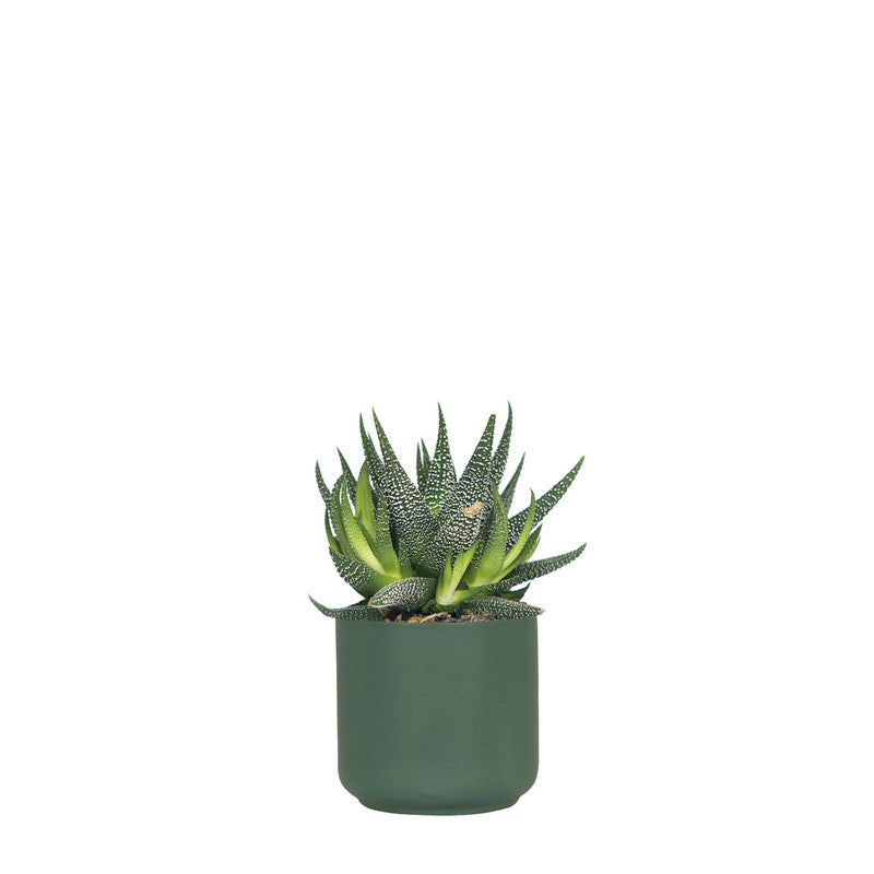 Dark green ceramic jungle-style planter
