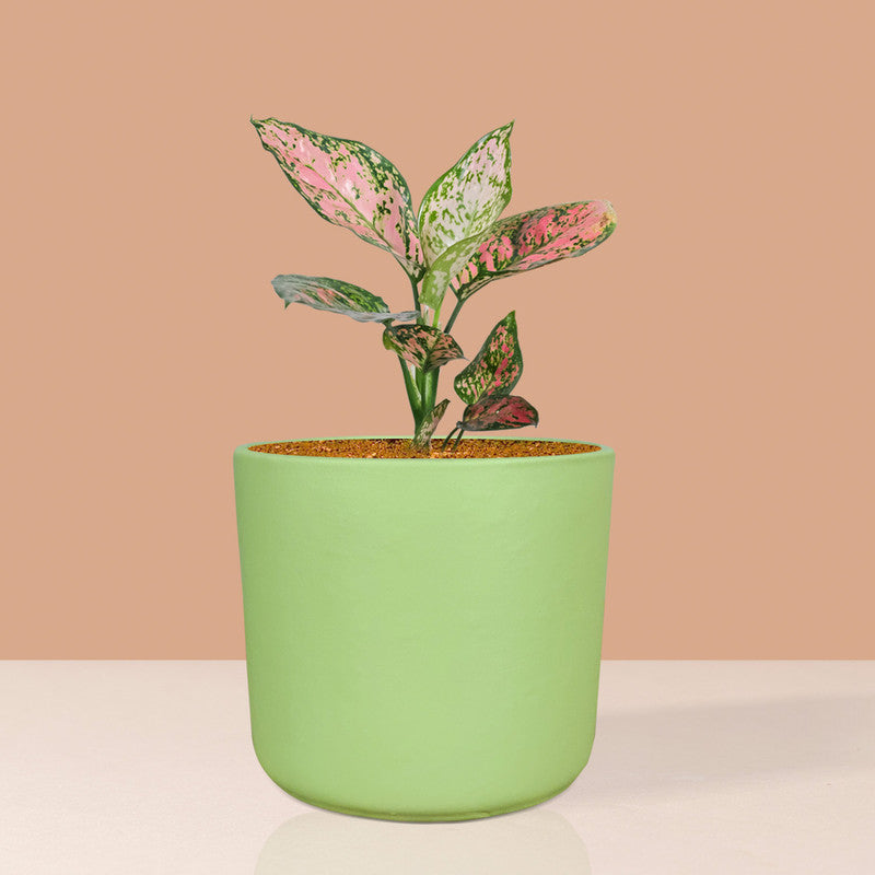 Mint color ceramic planter
