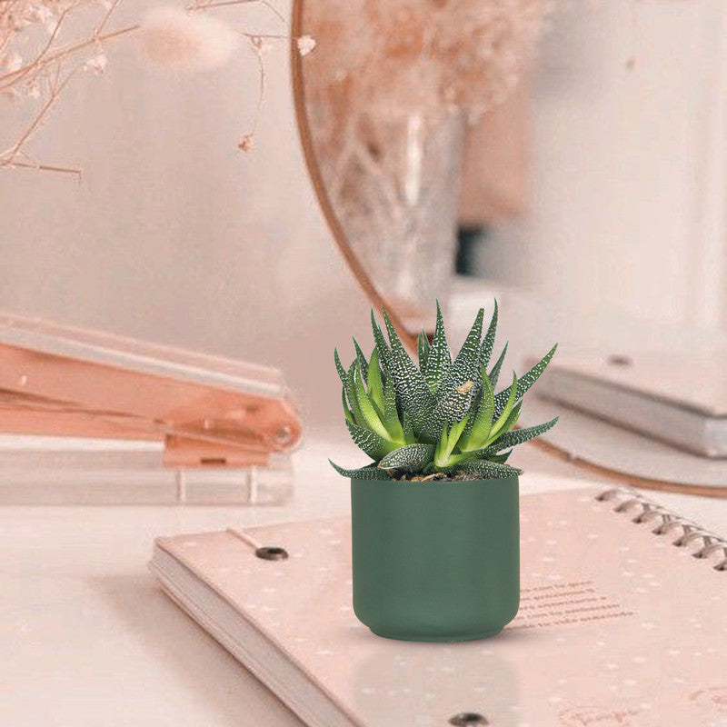 Dark green ceramic jungle-style planter
