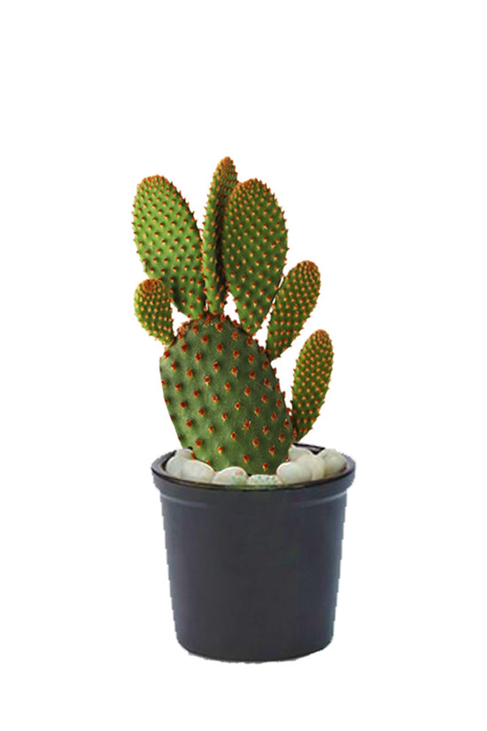 Bunny ears cactus – indoor succulent
