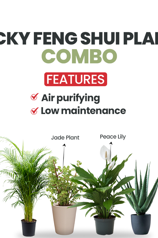 Feng Shui plant gift combo
