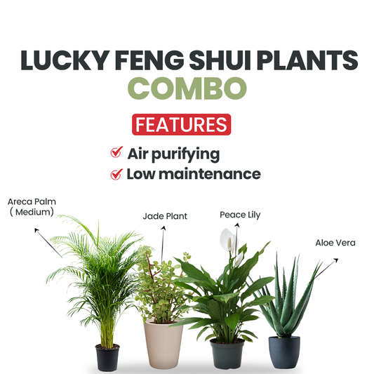 Set of 4 Lucky Feng Shui Plants - Gardengram
