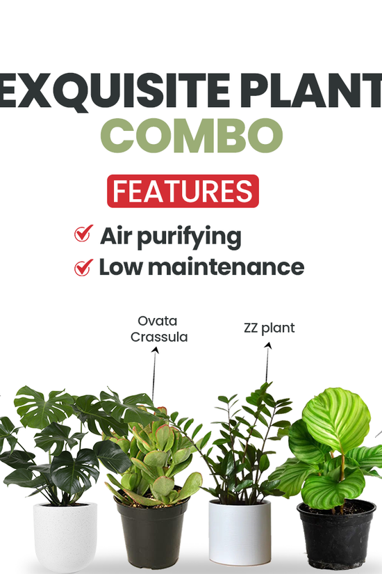 Exquisite plant combo - set of 4

