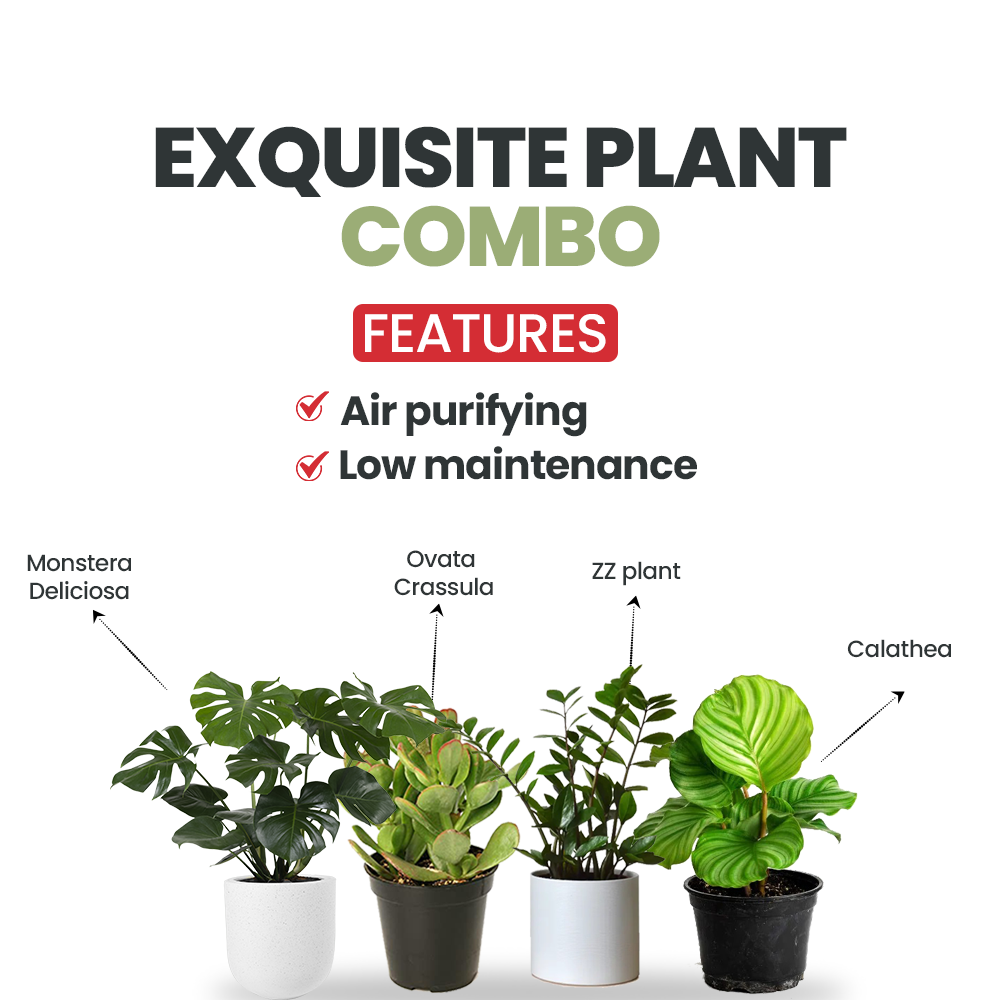 Exquisite plant combo - set of 4
