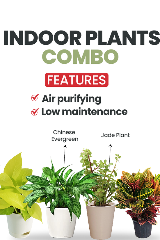 Set of 4 air purifying indoor plants
