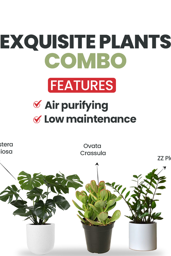 Monstera, Crassula, ZZ plant set
