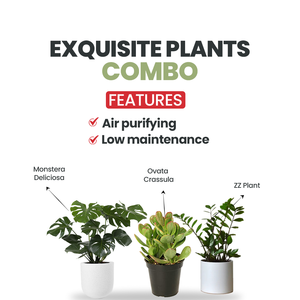 Monstera, Crassula, ZZ plant set
