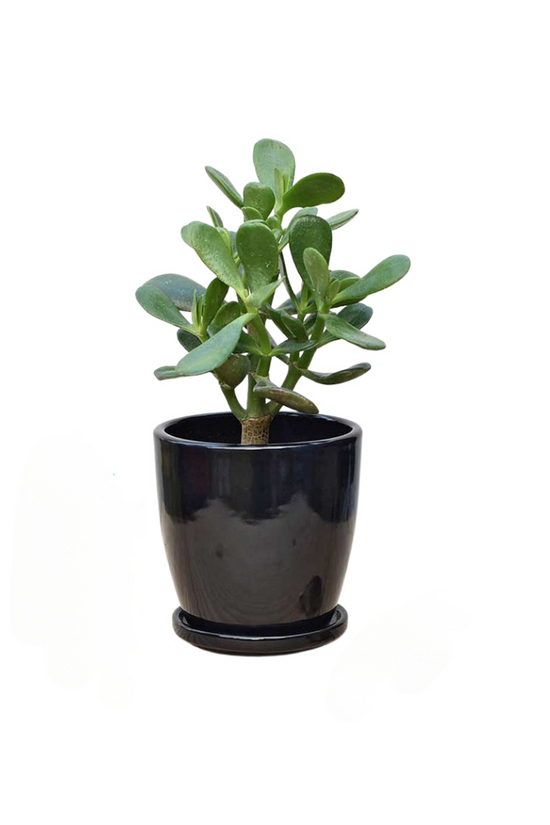 Relaxation and anti-anxiety plant set
