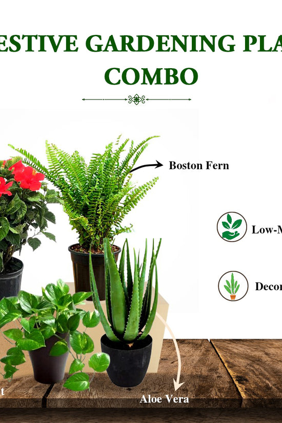 Monsoon gardening combo kit
