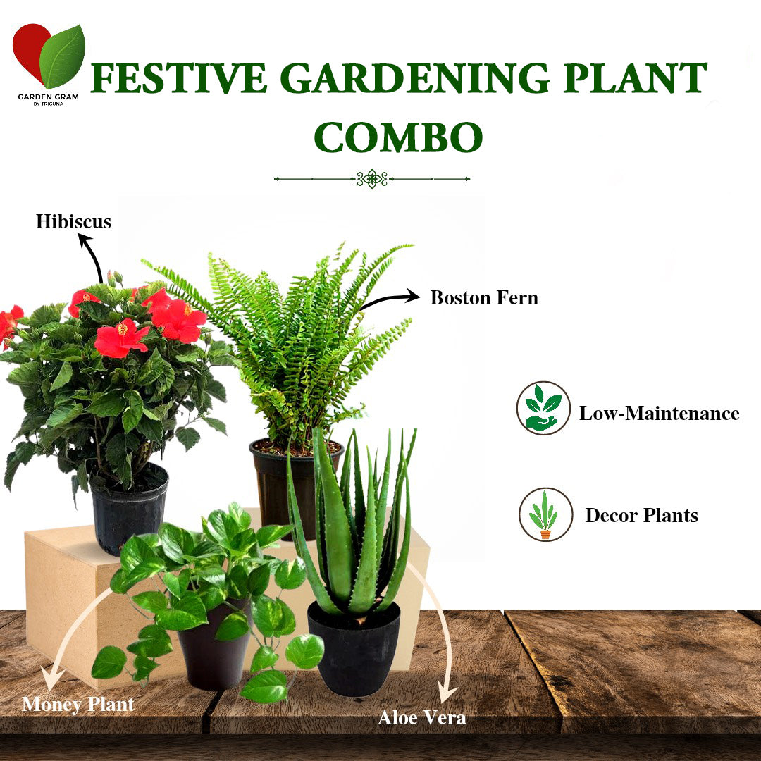 Festive Gardening Plant Combo - Gardengram