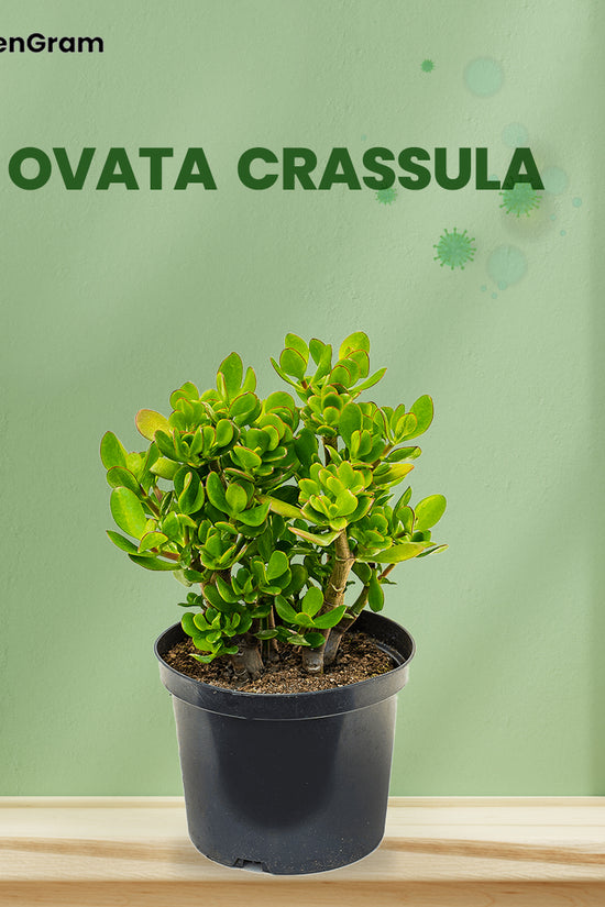 Air-cleaning plants combo
