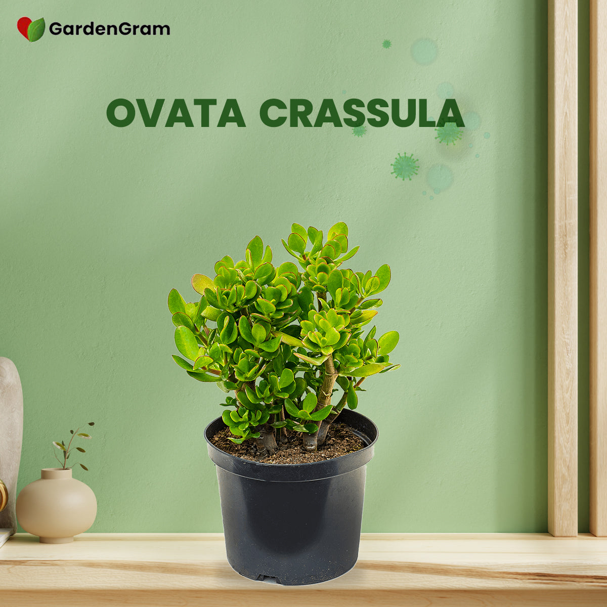 Air-cleaning plants combo
