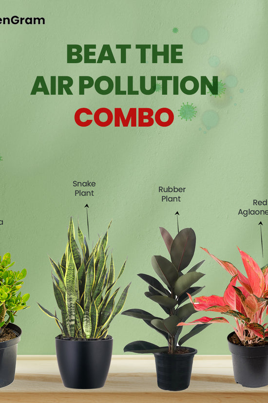 Air-cleaning plants combo
