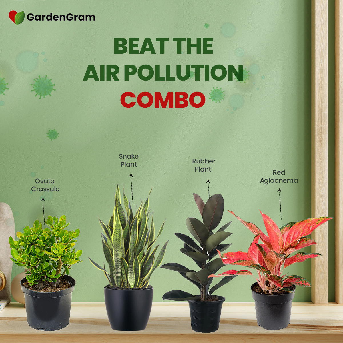 Beat The Air Pollution Combo - Gardengram