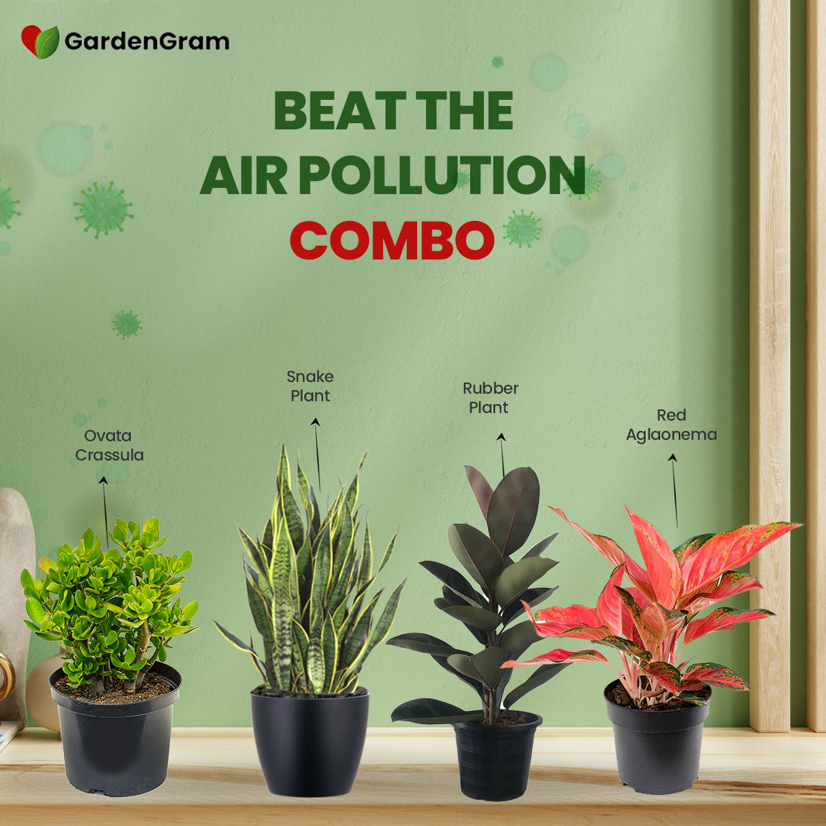 indoor pollution plants Beat The Air Pollution Combo – Gardengram