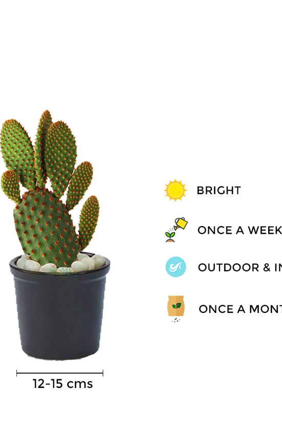 Bunny ears cactus – indoor succulent
