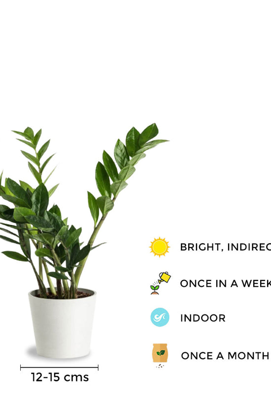 ZZ plant – white pot combo
