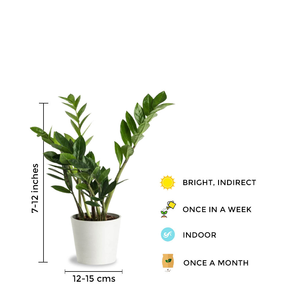 ZZ plant Air Purifier Indoor Plants for Home/ Office - Gardengram