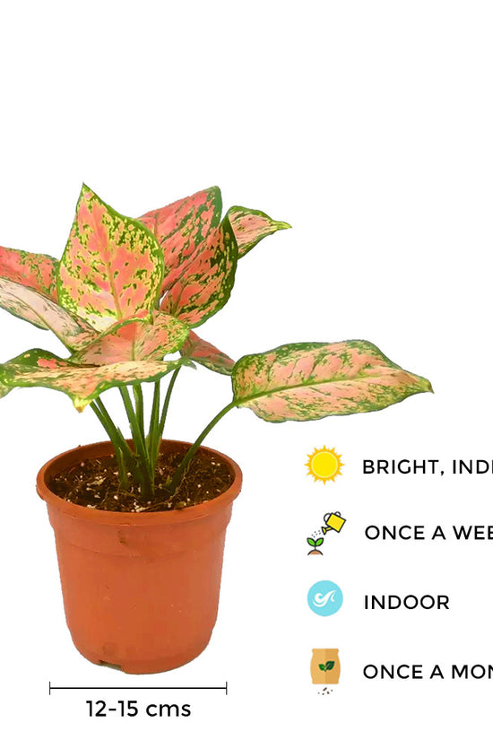 Aglaonema pink splash indoor plant
