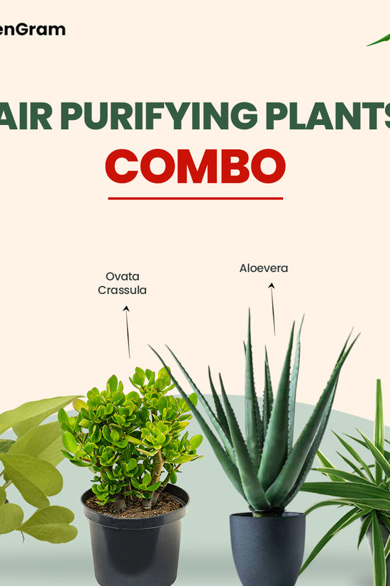 Indoor air-purifying plant set
