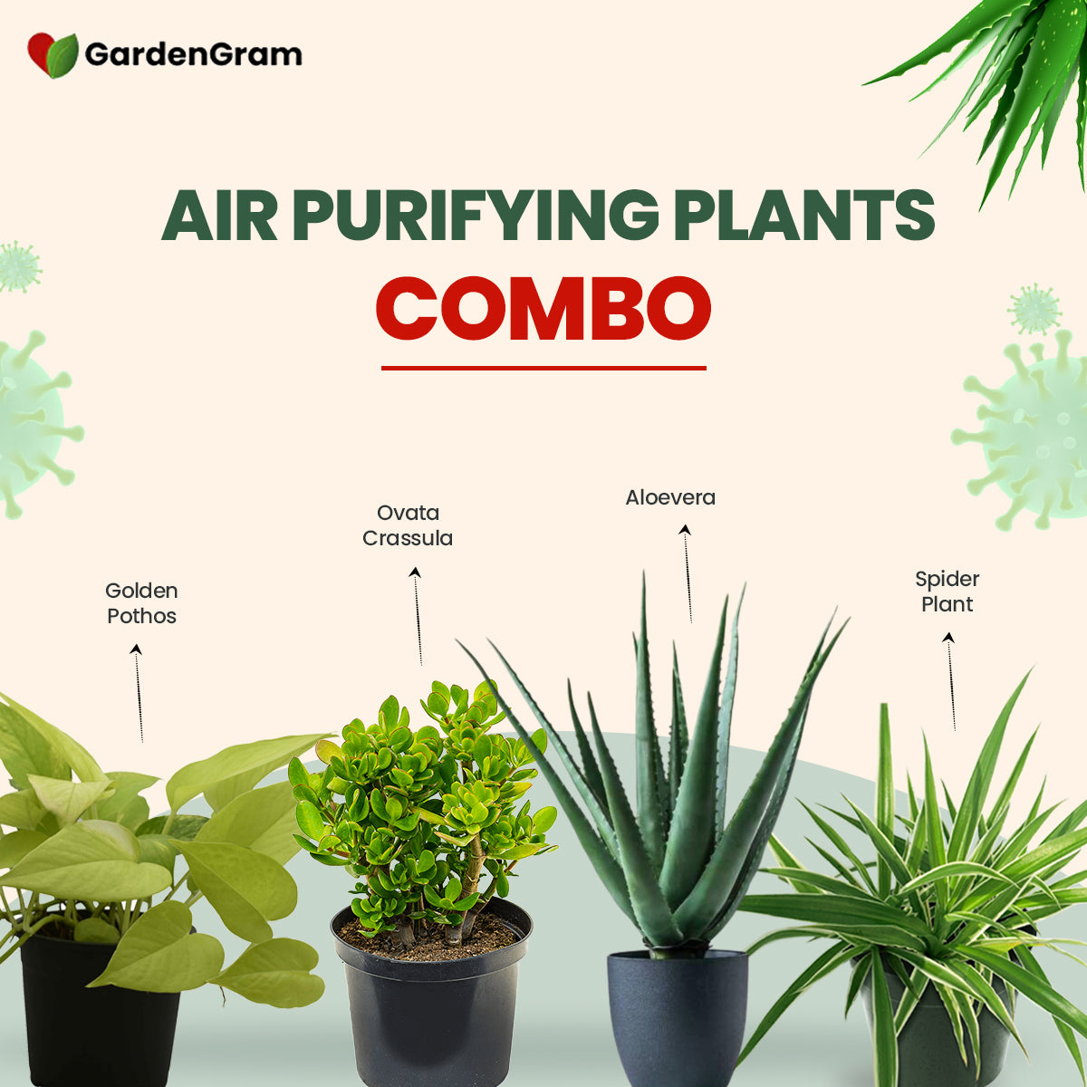 Air Purifying Plants Combo - Gardengram