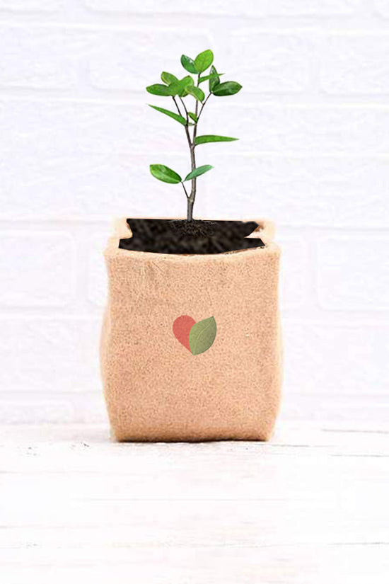 Jute fabric grow bag

