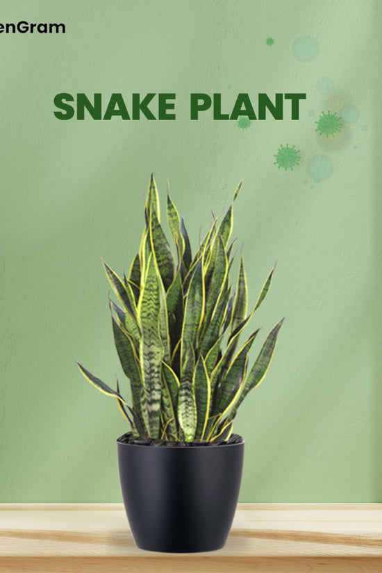 Air-cleaning plants combo
