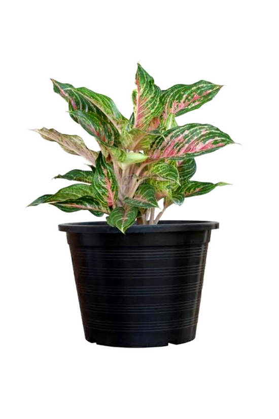 Relaxation and anti-anxiety plant set
