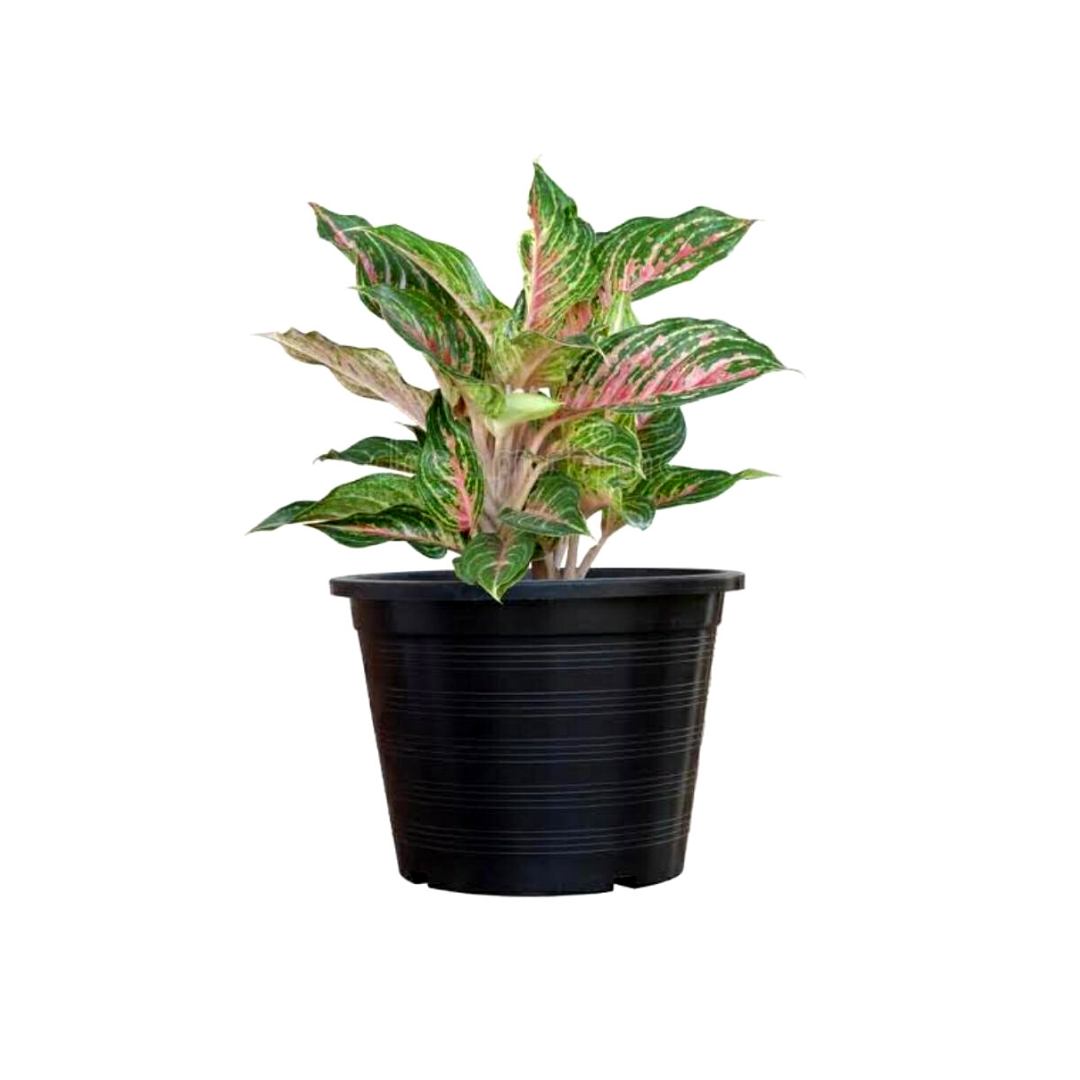 Relaxation and anti-anxiety plant set
