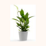 Peace Lily Plants - Small - Gardengram