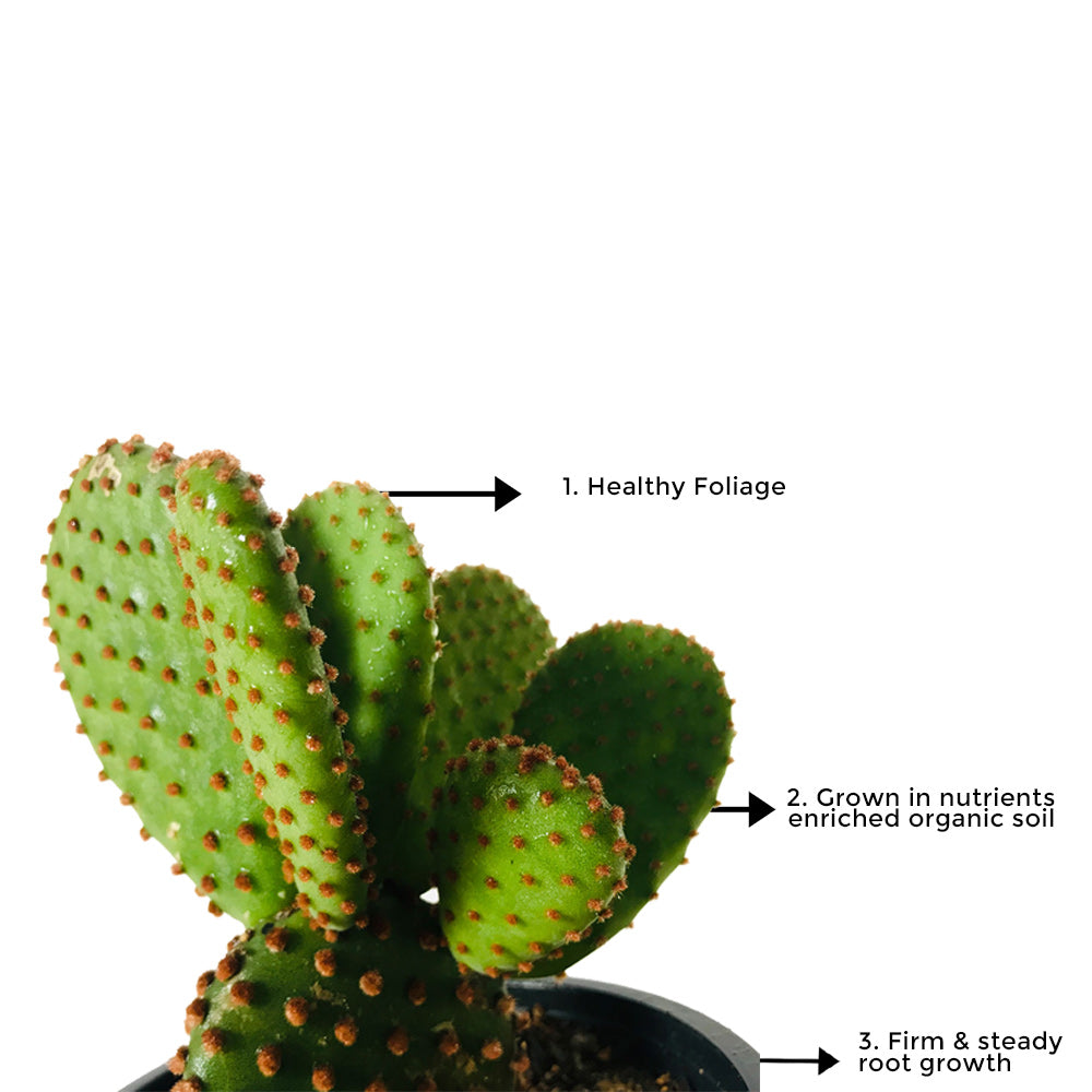 Bunny Ears Cactus Plant - Gardengram