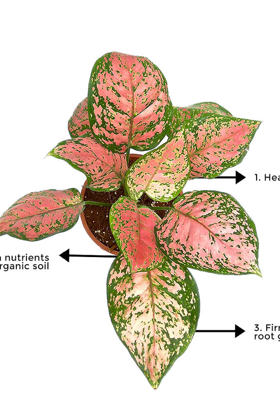 Aglaonema pink splash indoor plant
