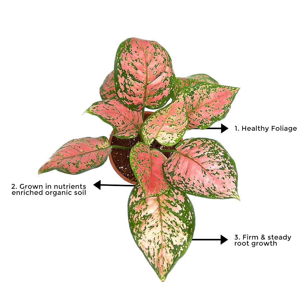Aglaonema pink splash indoor plant
