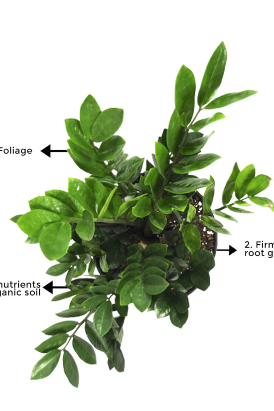 ZZ plant – white pot combo
