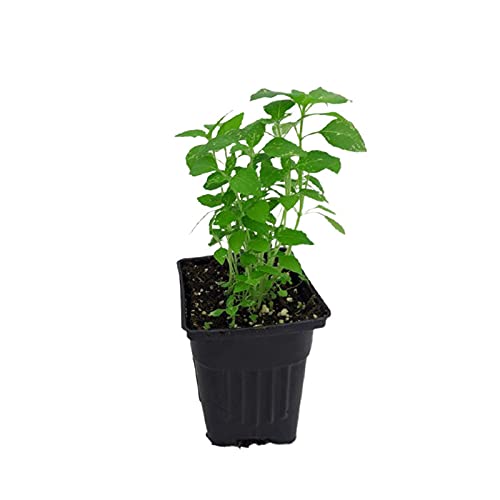 Tulsi (Holy Basil) indoor plant
