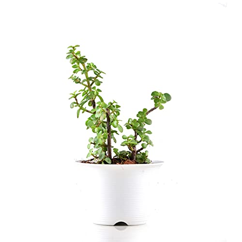 Lucky jade plant for gifting
