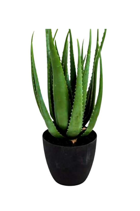 Happiness-themed plant combo
