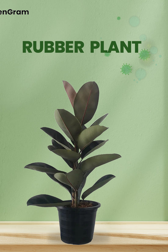 Air-cleaning plants combo
