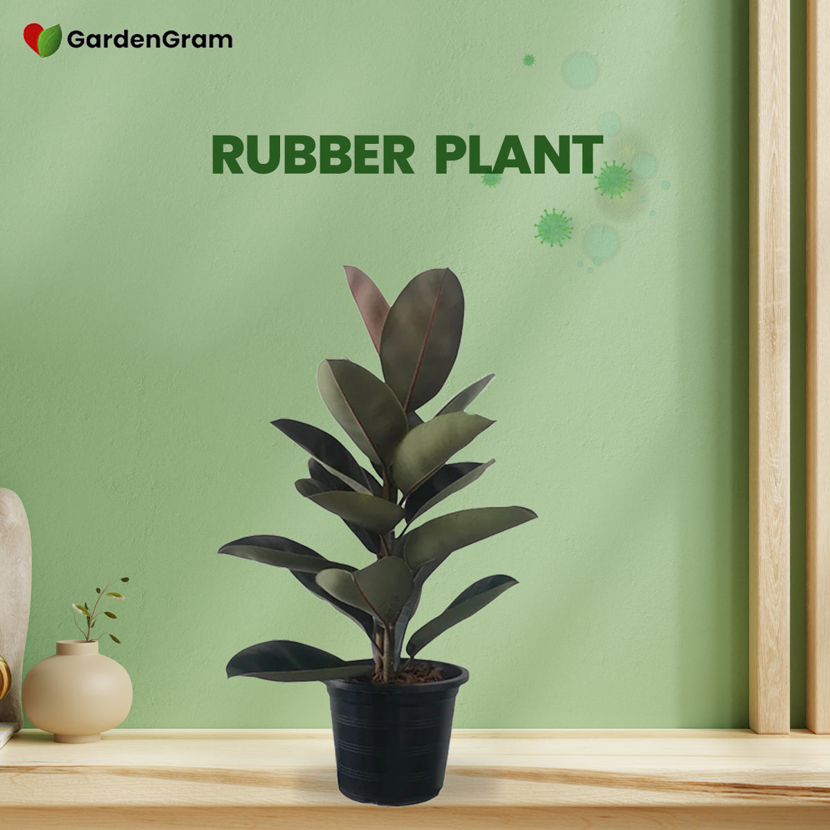 Air-cleaning plants combo
