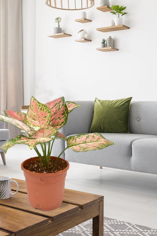 Aglaonema pink splash indoor plant
