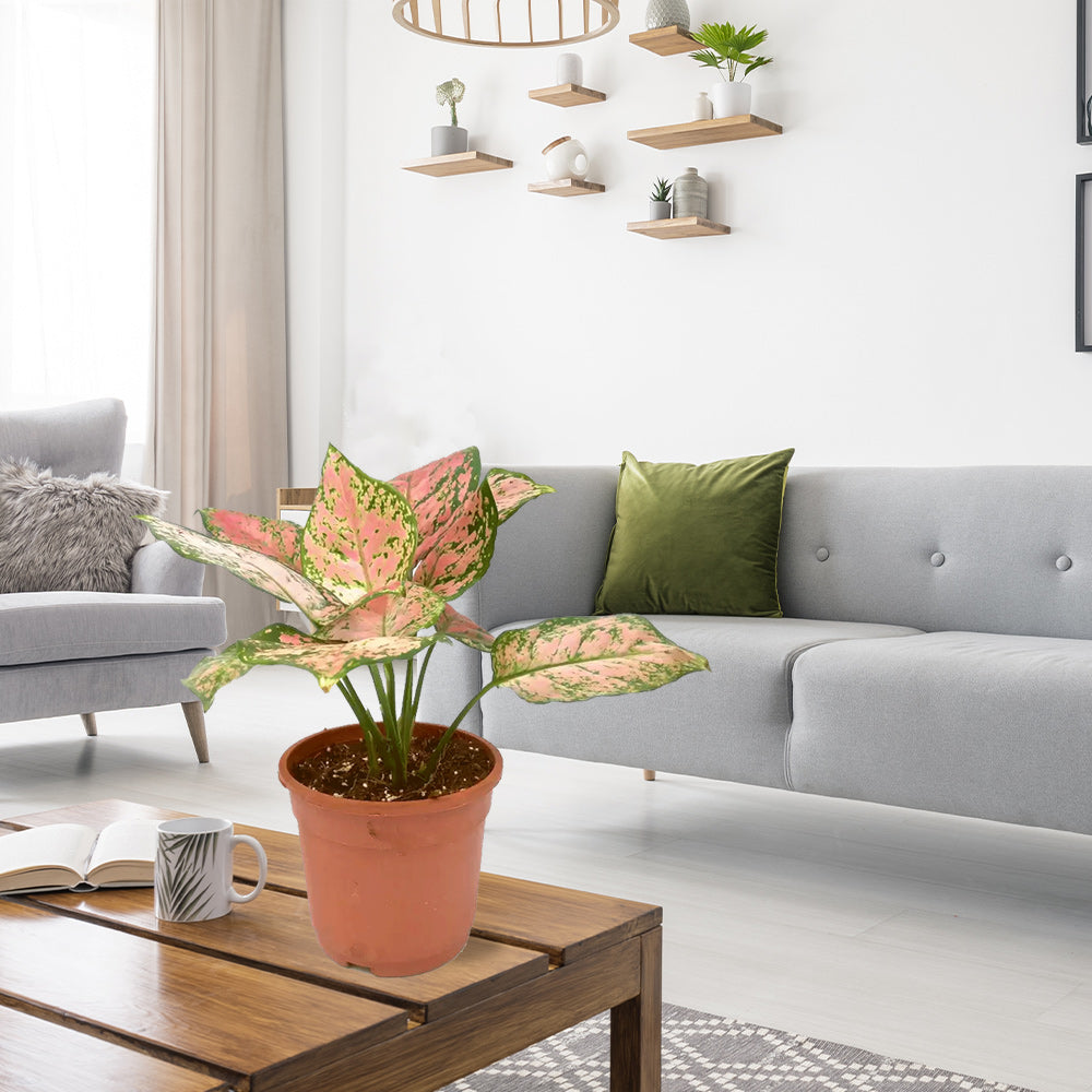 Aglaonema pink splash indoor plant
