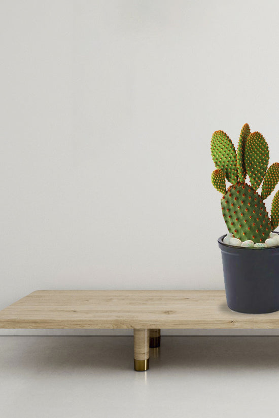 Bunny ears cactus – indoor succulent
