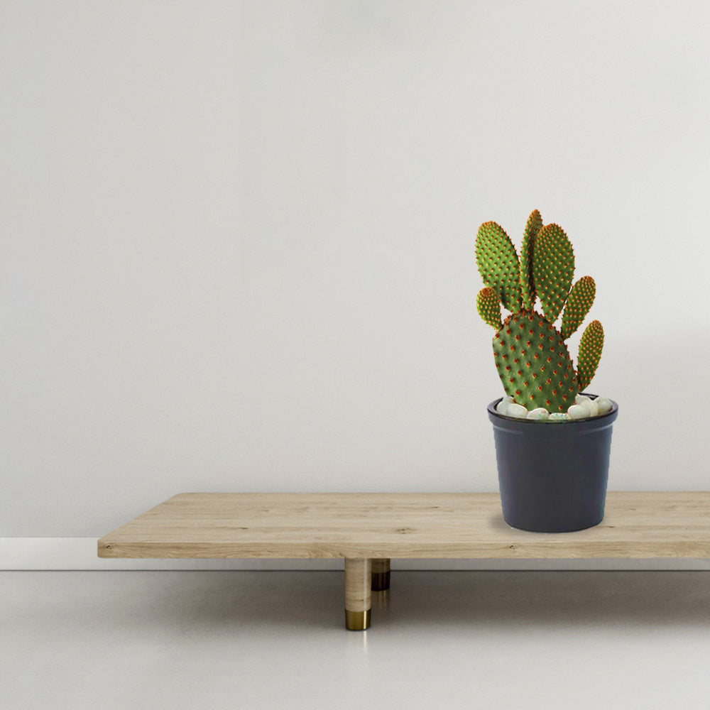 Bunny ears cactus – indoor succulent
